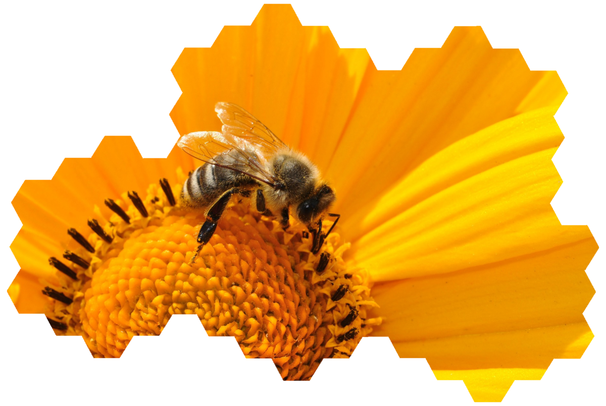 The Bees Knees Cleaning Company (Commercial and Residential)